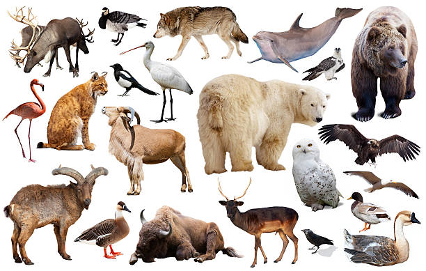 europe animals isolated