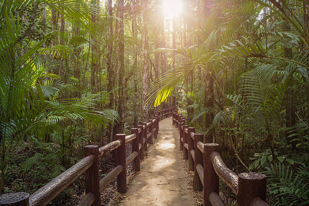 istock Wooden walkway and abundant mangrove forest. 546193920