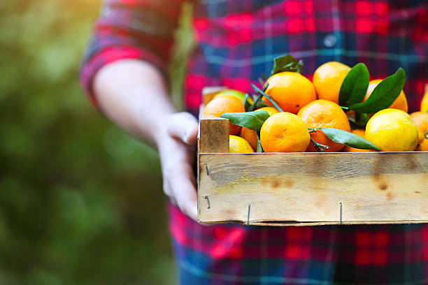 istock Box of tangerine in the mans hands 546194012