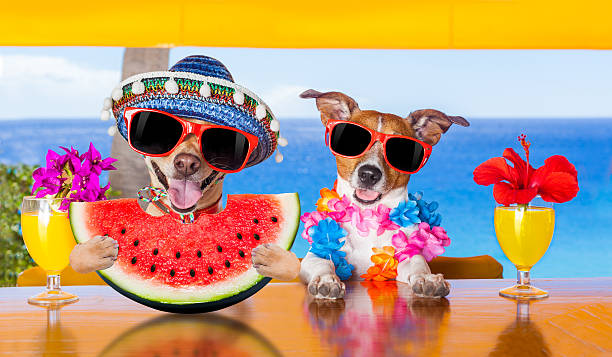 istock dog at the beach and watermelon 546194288