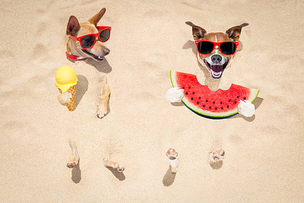 coppia di cani in spiaggia e anguria - cane al mare foto e immagini stock