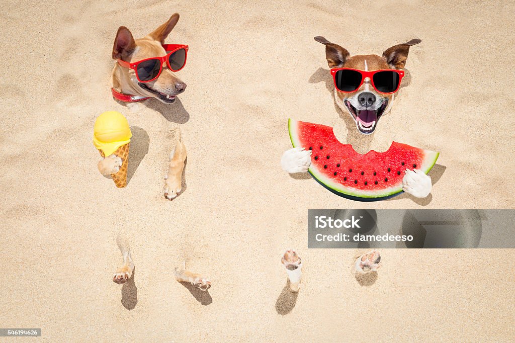 couple of dogs at the beach and watermelon funny couple of dogs   buried in the sand at the beach on summer vacation holidays ,  wearing red sunglasses, eating a fresh juicy watermelon and ice cream on cone waffle Dog Stock Photo