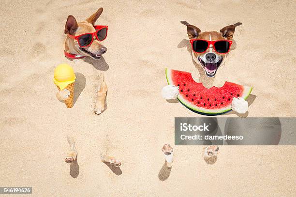 Couple Of Dogs At The Beach And Watermelon Stock Photo - Download Image Now - Dog, Beach, Humor