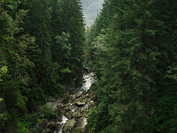 istock Mountain river in fir forest 546194816