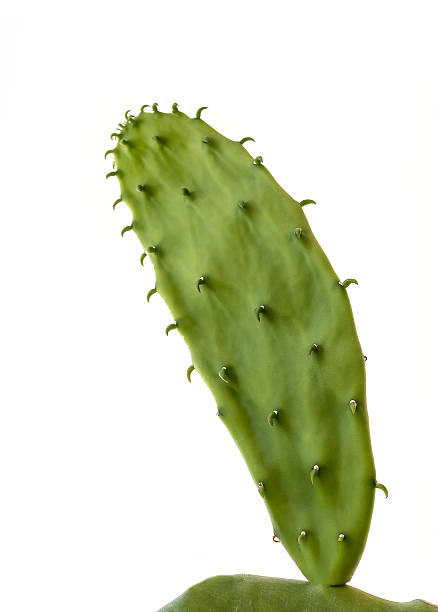 istock Opuntia cactus. Isolated on white background with copy space 546196976