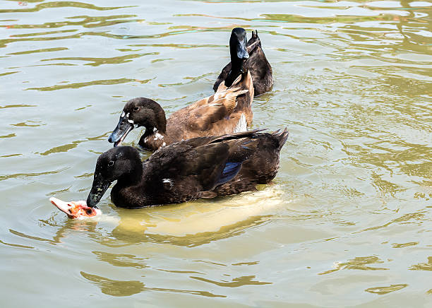 istock Lake with ducks in the water 546197998
