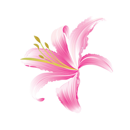 Spring flower Daylily pink Lily  vector illustration