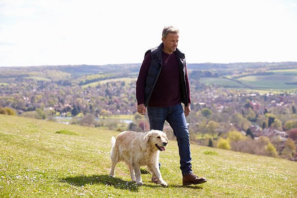 mature man taking golden retriever for walk in countryside - dog walking retriever golden retriever imagens e fotografias de stock