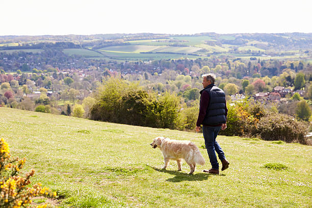 istock Rear View Of Man Taking Golden Retriever For Walk 546200376
