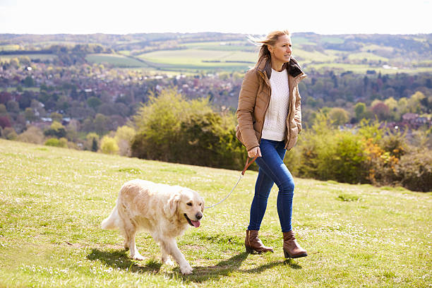 mature woman taking golden retriever for walk in countryside - dog walking retriever golden retriever imagens e fotografias de stock