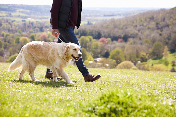 close up of golden retriever on walk in countryside - dog walking retriever golden retriever imagens e fotografias de stock