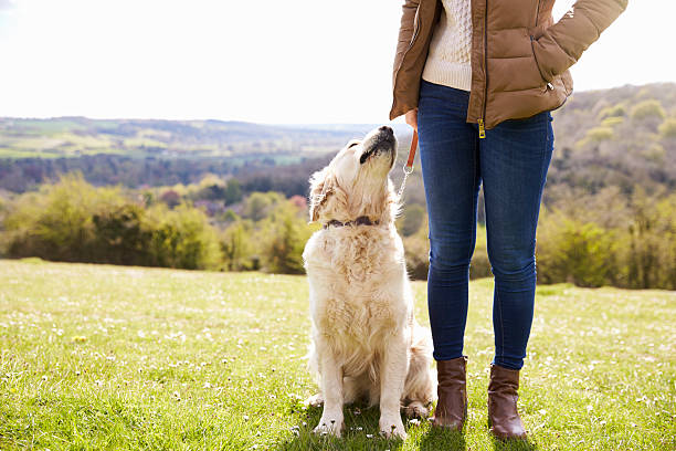close up of golden retriever on walk in countryside - dog walking retriever golden retriever imagens e fotografias de stock