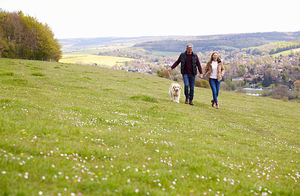 成熟したカップルは、散歩のためのゴールデンレトリバーを取ります - dog walking retriever golden retriever ストックフォトと画像