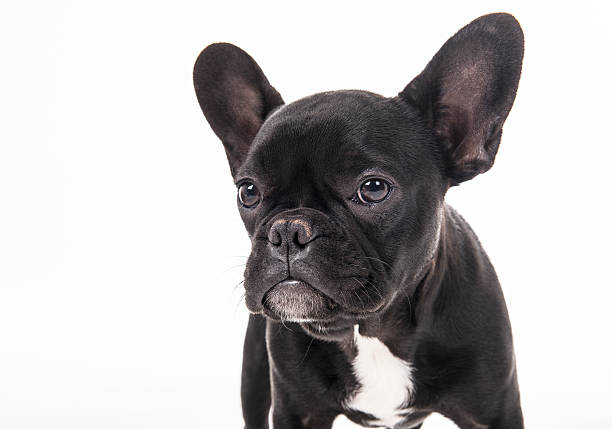 istock French Bulldog Puppy 546201950