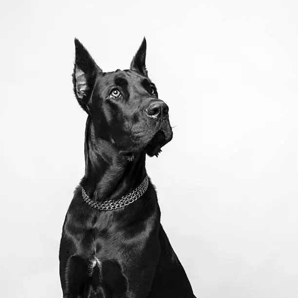 Great Dane on White Background, studio shot