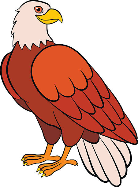 Cartoon birds for kids: Eagle. Cute eagle smiles. Cartoon birds for kids: Eagle. Cute bald eagle smiles. cartoon birds for kids: eagle cute bald eagle smiles stock illustrations
