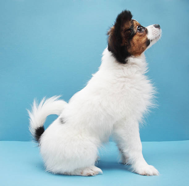 istock dog breed papillon on a blue background 546203098