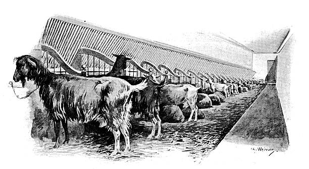 Antique illustration of goat husbandry Antique illustration of goat husbandry goat pen stock illustrations