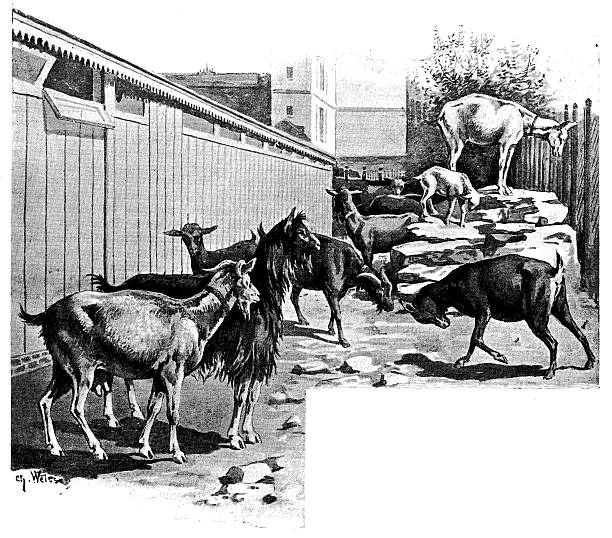 Antique illustration of goat husbandry Antique illustration of goat husbandry goat pen stock illustrations