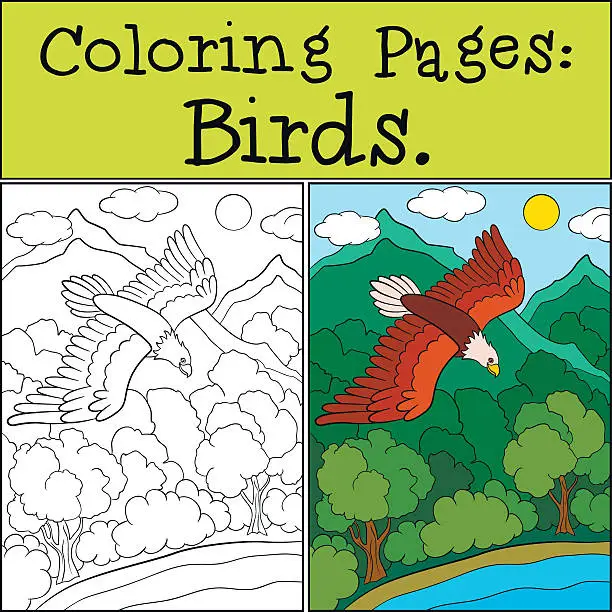 Vector illustration of Coloring Pages: Wild Birds. Cute bold eagle flying.