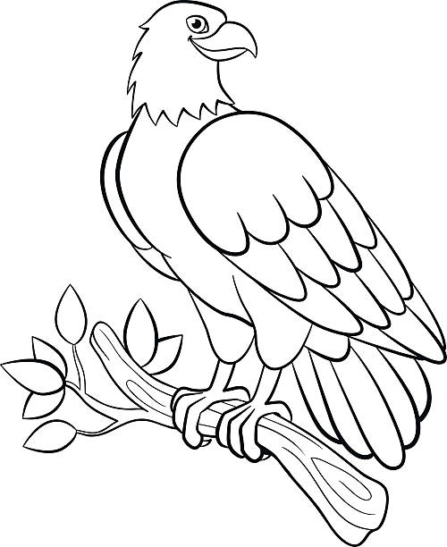 Coloring Pages Wild Birds Cute Smiling Eagle Stock Illustration - Download  Image Now - Eagle - Bird, Cartoon, Outline - iStock