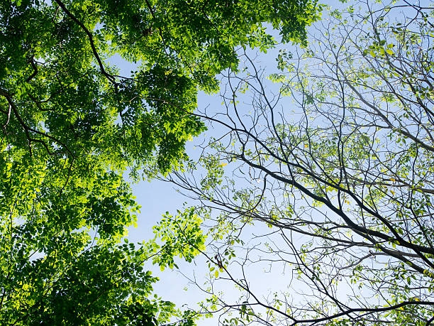 istock Tree. Perspective unique nature green leave under big green tree. 546207912