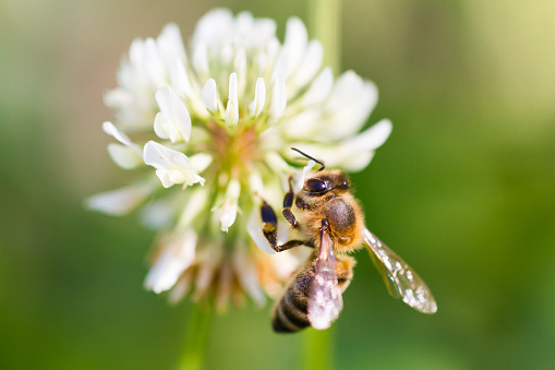 Honey bee on white clover flower (Trifolium repens). Shallow depth of Field.