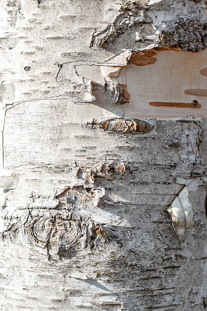 자작 나무 껍질 나무 의 전체 프레임 클로즈업에 상세한 질감 - birch tree tree downy birch white 뉴스 사진 이미지