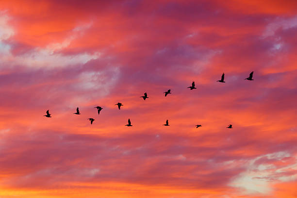 Birds flying in formation at Sunset Sillhoutte of birds flying in formation with dramatic clouds at sunset flock of birds photos stock pictures, royalty-free photos & images