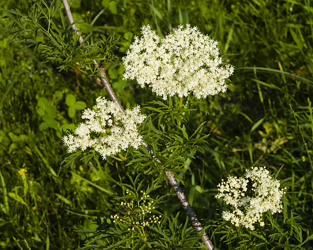 istock Black Elderberry, Sambucus Nigra, white flowers close-up, selective focus 546209172