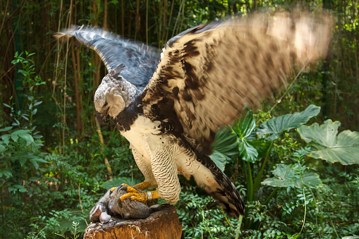 Harpy Eagle ready to eat white bunny