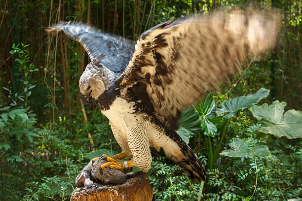 Harpy Eagle Harpy Eagle ready to eat white bunny harpy eagle stock pictures, royalty-free photos & images