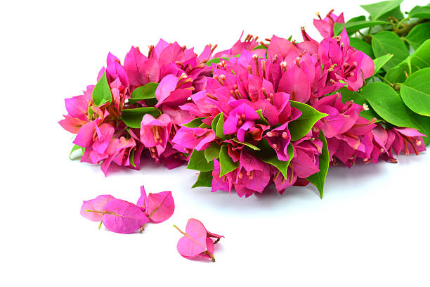 istock Pink bougainvilleas on white background 546209730