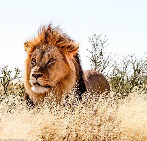 istock Wild male african Lion 546210416