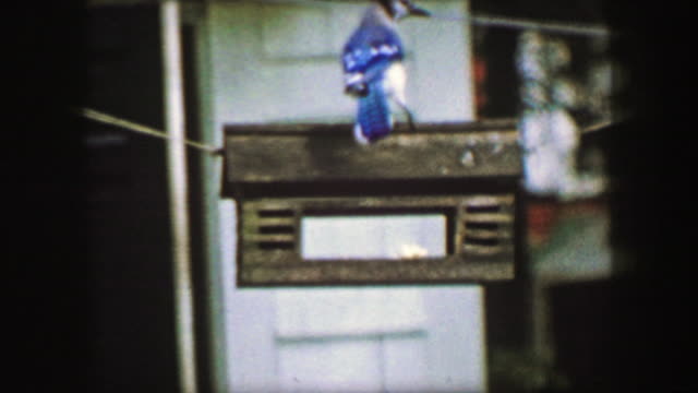1959: Blue jay bird closeup slow motion feeder habitat house hanging wildlife.