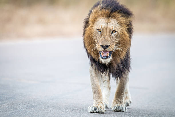 istock Male Lion walking towards the camera. 546420834