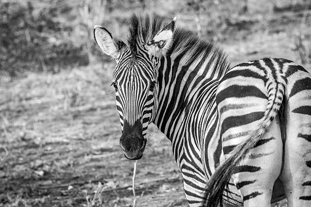 istock A starring Zebra in black and white. 546420850