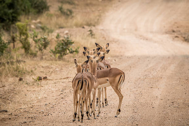 istock Group of starring female Impalas. 546420868