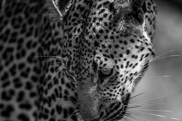 istock Leopard in black and white in the Kruger National Park. 546420918