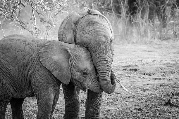istock Two young Elephants cuddling in black and white. 546420942