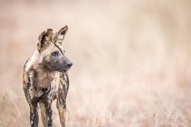 perro salvaje africano protagonizado en el parque nacional kruger. - perro salvaje fotografías e imágenes de stock