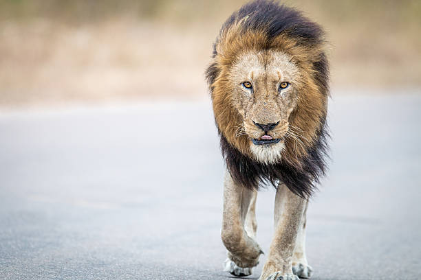 istock Male Lion walking towards the camera. 546420954