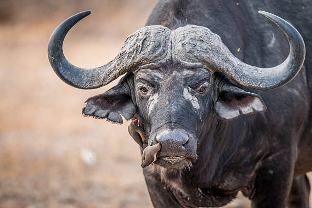 un buffalo mettant en vedette avec oxpeckers sur lui. - staring photos et images de collection