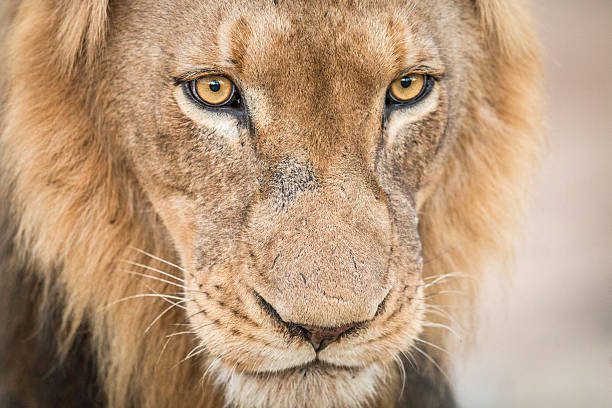 istock Lion starring in the Kruger National Park. 546421028