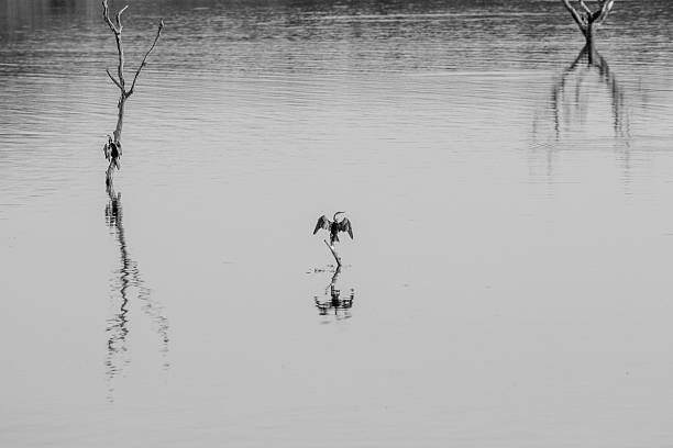 An African darter stretching his wings in black and white in the Kruger National Park, South Africa.