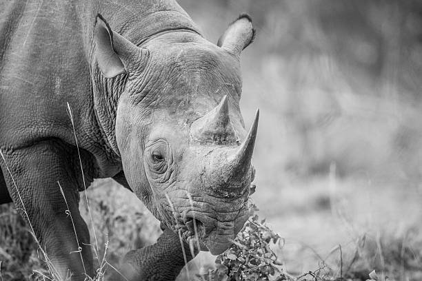 istock A Black rhino starring in black and white. 546421114