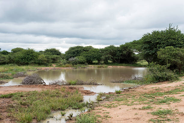 istock pond in wild part of africa 546421116