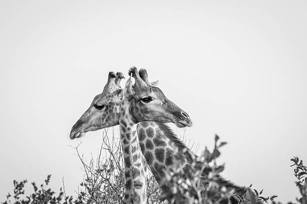istock Two Giraffes next to each other in black and white 546421160