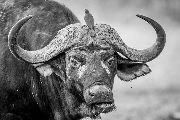 istock A starring Buffalo with Oxpeckers on him. 546421174