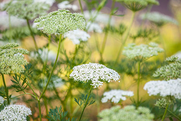 istock mountain parsley flowers 546421284